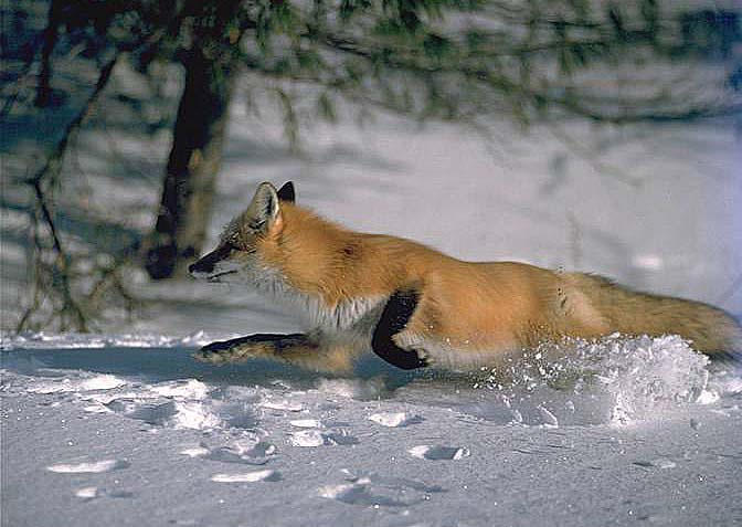 rennende-vos-in-de-sneeuw