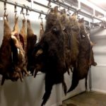 Gedode wilde zwijnen in de koeling