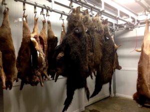 Gedode wilde zwijnen in de koeling