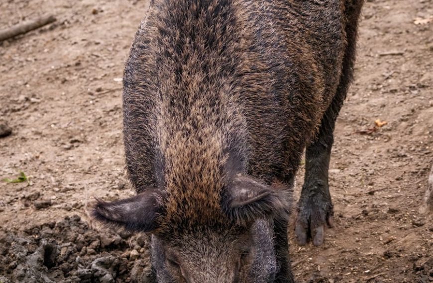 A large boar standing on top of a dirt field